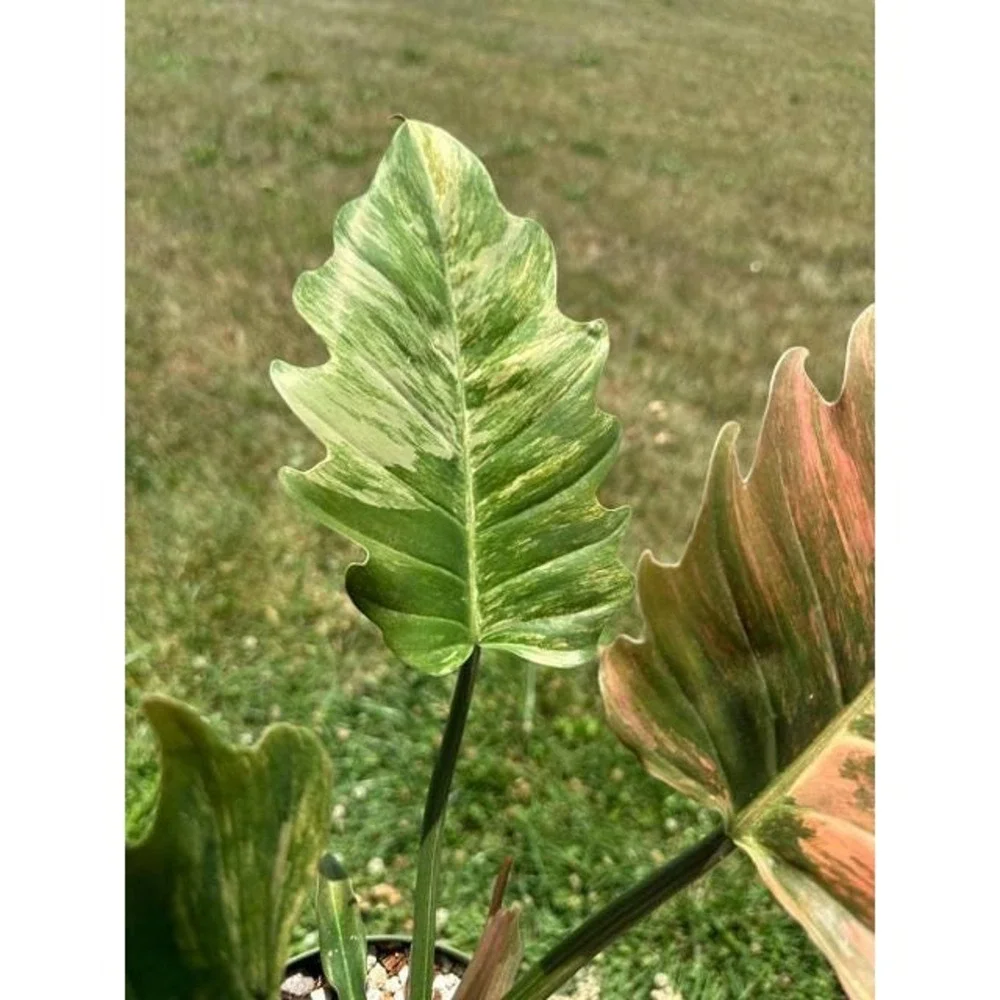 N/A this listing